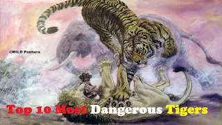 Top 10 Most Dangerous Tigers in History - Top 10 Strongest Tigers