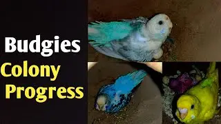 #Budgies_Colony_Progress