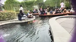 Ikan Koi Ikan Hias Kolam Summaba #ikanhias #ikankoi #koifish #koi #fish #ikankoidikolam #shortvideo
