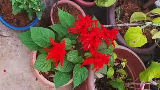 Mere garden me rang  birange phoolon ka bahar aaya hai #garden #flowers 