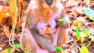Feeling Safe and Loved &mdash; A Proud Baby Monkey Thrives Under Gentle Care 🐒💛.