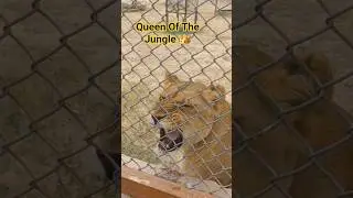 Queen of the Jungle | lions |#Lioness #ZooVisit #WildMoment