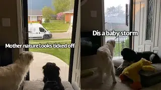 Dogs React To Thunderstorm