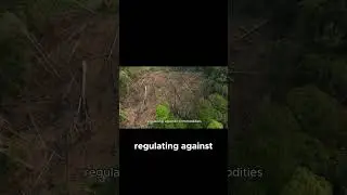 Liberia&rsquo;s Dilemma: Farms vs Forests