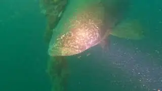 Massive Grouper at Wonder Reef on the Gold Coast AUS