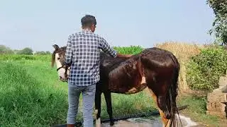 જુવાર ના પુરા હાર્યા / ઘોડી ને નવરાવિ #horsepower #horse #marwarihorse 