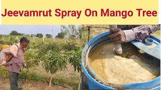 Jeevamrut Spray On Mango Tree | आम के पेड़ पर जीवामृत का छिड़काव