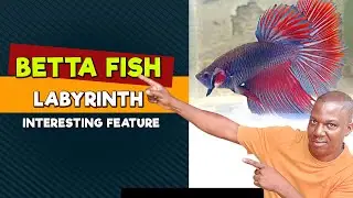 BETTA FISH Labyrinth, Amazing Breathing System
