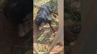The bear fights the snake‼️ #pets #dogs #doglovers #animallovers @mana-how-der-cafe
