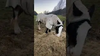 Shire Horse with Sweetitch
