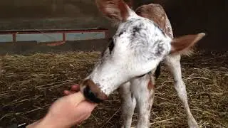 Calf thinks its a puppy (Nguni Species)