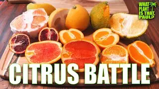 BATTLE OF THE CITRUS / RANKING (SUMO, POMELO, CUTIES, UGLI, ORO BLANCO, RASPBERRY, NAVEL, CARA CARA)