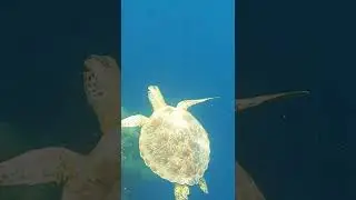 Rescued Baby Turtle! #shorts #palau #guam #turtle