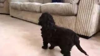 Chocolate 8 week old Cockapoo puppy