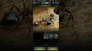 The Ants  Underground Kingdom   Gameplay Android, iOS Part 4   Max Level