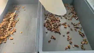 Walnut Shell & Kernel Sorting Machine | Belt Type Color Sorter in Action