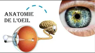Anatomy of the Visual System, Sight, and Vision &ndash; Complete Course Explained Simply