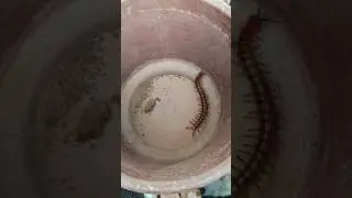 #centipede #insectsofinstagram #insectsphotography #insects #reptiles #reptilestube #reptilelover