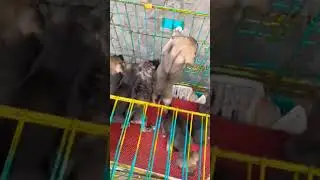 #petfeed #dog #cute #dogfood #animallover #funny #petcare #viralvideo #adoptme &hearts;️💙🐕🧿