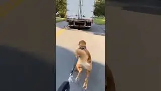 Golden Retriever Stops Animal Thief in Epic Showdown #shocking #viral #amazing #dog #animals