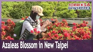 Azalea varieties proliferate in New Taipei&rsquo;s Wanli and Jinshan gardens