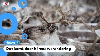 Rendieren in Noorwegen kunnen niet genoeg eten vinden