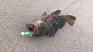 Surf fishing Cabo Corriente, Jalisco M&eacute;xico, March 27, 2020