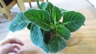 Gloxinia Update, New Flower Buds