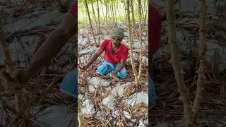 ഷീറ്റ് വിരിച്ച് കപ്പ കൃഷി #farming