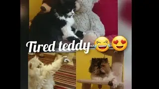Milli angel Persian cats - Play learn  and grow together ❤️
