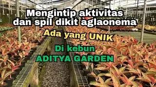 Mengintip aktivitas petani aglaonema dan melihat id unik aglaonema di aditya garden