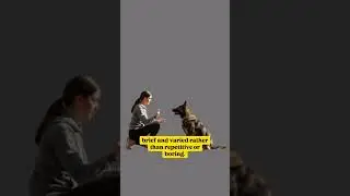 1 common important lesson I learned about training a German shepherd
