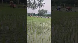 farming at#tirupati #explorelifeypmr