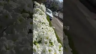 #viral #viralshorts #winter #flowers #white444 #facebook #instagram #india #music #garden #plants