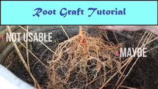 Thread Graft / Root Graft Tutorial : Part 1 (Selecting Proper Seedlings)
