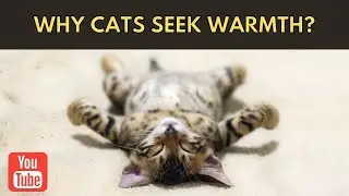 Why Cats Seek Warmth?