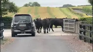 Selecting Angus Bulls