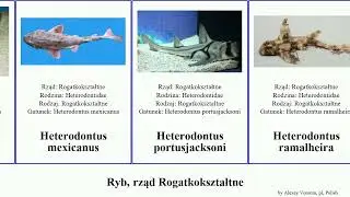 Ryb, rząd Rogatkokształtne heterodontus fish zebra japonicus mexicanus portusjacksoni Spring Sound