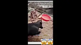 The amazing animal talents😱😱😱 |#animal #talent #amazing #funny #motivation