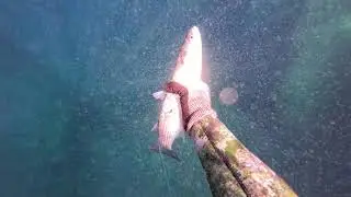 p&ecirc;che sous marine - Tir sur muges et sar au StatoRoller bois 100 - comment aborder un banc de muges.