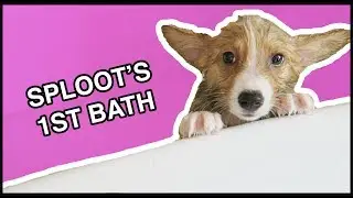 Corgi Puppy's First Bath! | Vlog