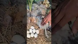 Fox Attack 💥 Broody Hen & Newborn Chicks 🐥😭 #shorts