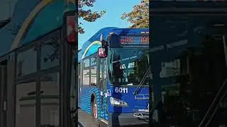 MTA: 2016 New Flyer XD60 Xcelsior Articulated 6011 Q44-SBS | 10/20/2024