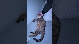 Крепко спит #cat ￼
