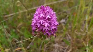 Pyramidal Orchids: Uncovering the Intricate Beauty and Fascinating Biology of this Enchanting Plant