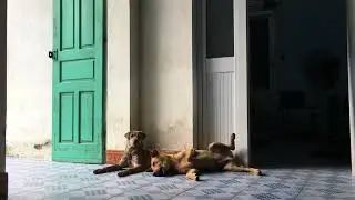 Faithful Companions: A Glimpse into the Lives of Two Devoted Dogs