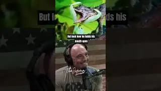 Crazy Praying Mantis vs Lizard FIGHT  Joe Rogan