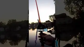 Do YOU Throw BIG Ribbon tail Worms? #bassfishingismylife #bassfishing #fishing #fishingvideo #fish