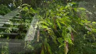 Pokeweed - Prophet 6 Ambient