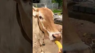 Cow eats banana fruit ☺️🐂#cows #cowvideos #cowsmakemehappy